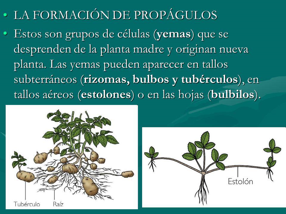 LA FORMACIÓN DE PROPÁGULOS