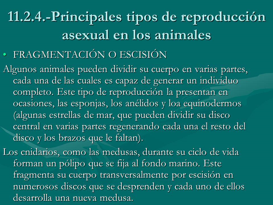 Principales tipos de reproducción asexual en los animales