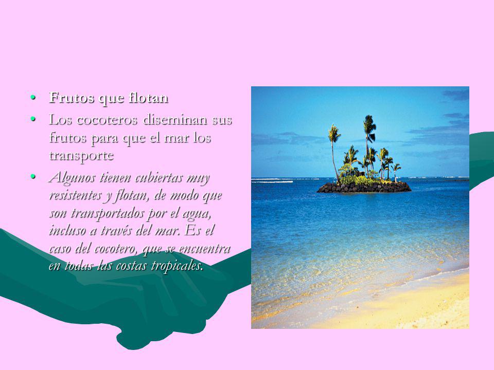 Frutos que flotan Los cocoteros diseminan sus frutos para que el mar los transporte.