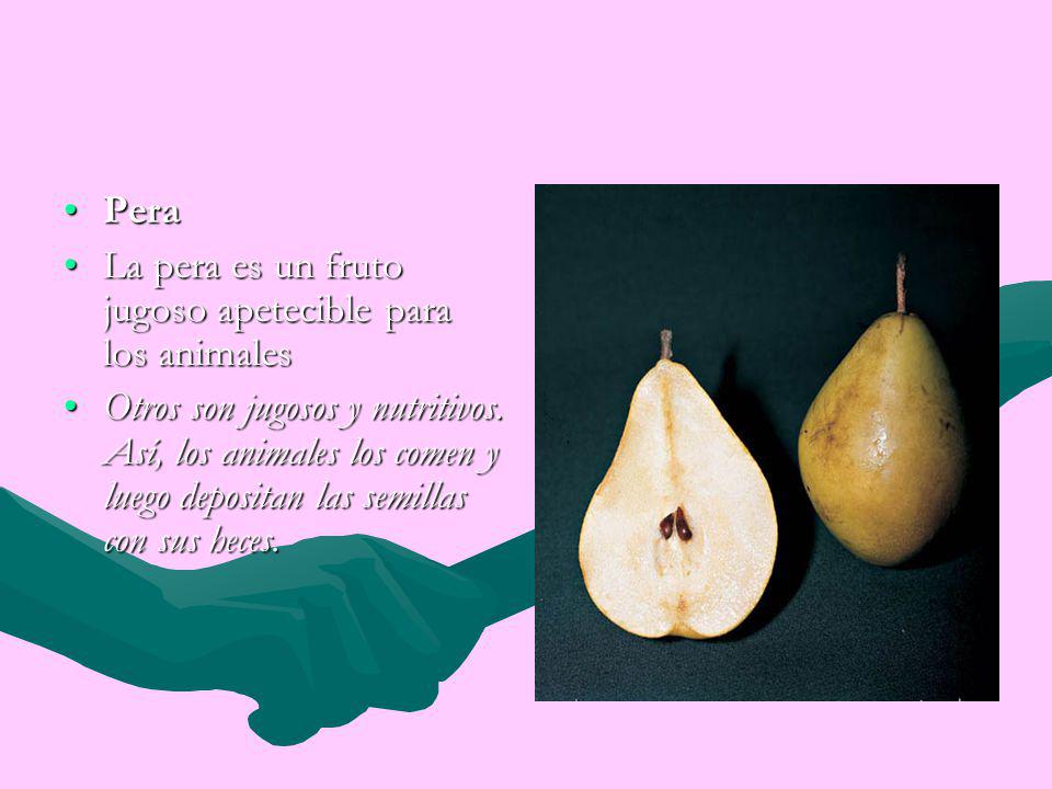 Pera La pera es un fruto jugoso apetecible para los animales.