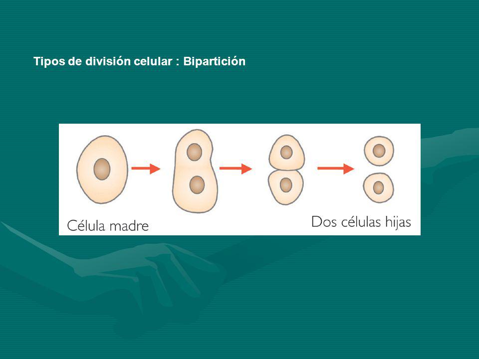 Tipos de división celular : Bipartición