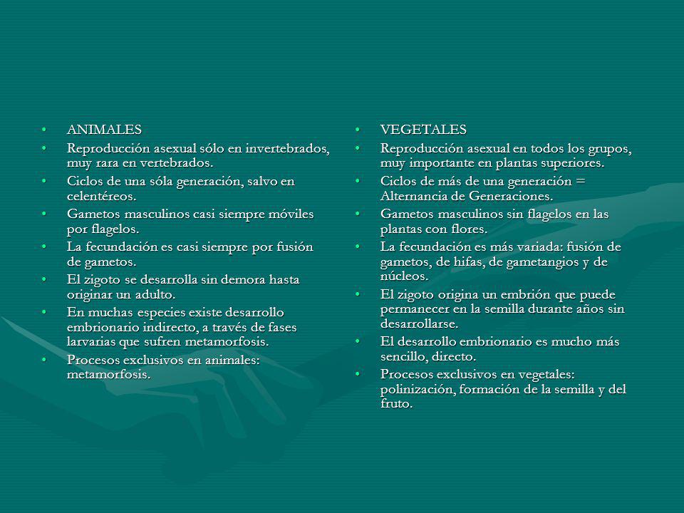 ANIMALES Reproducción asexual sólo en invertebrados, muy rara en vertebrados. Ciclos de una sóla generación, salvo en celentéreos.
