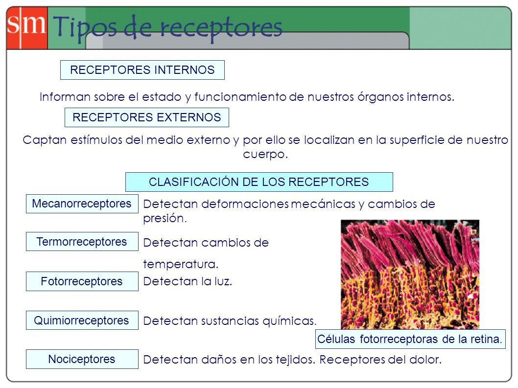 Tipos de receptores RECEPTORES INTERNOS