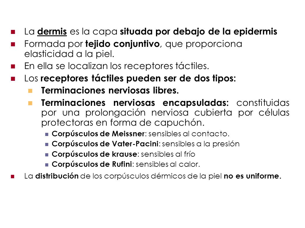 La dermis es la capa situada por debajo de la epidermis