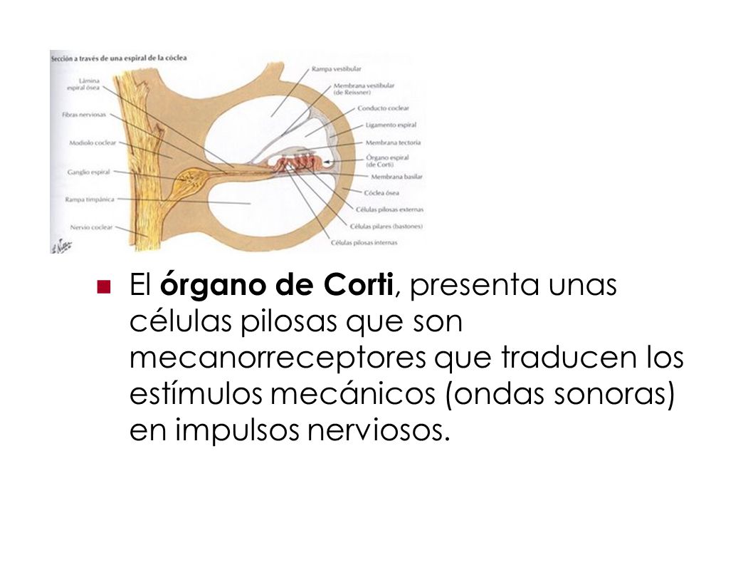 El órgano de Corti, presenta unas células pilosas que son mecanorreceptores que traducen los estímulos mecánicos (ondas sonoras) en impulsos nerviosos.