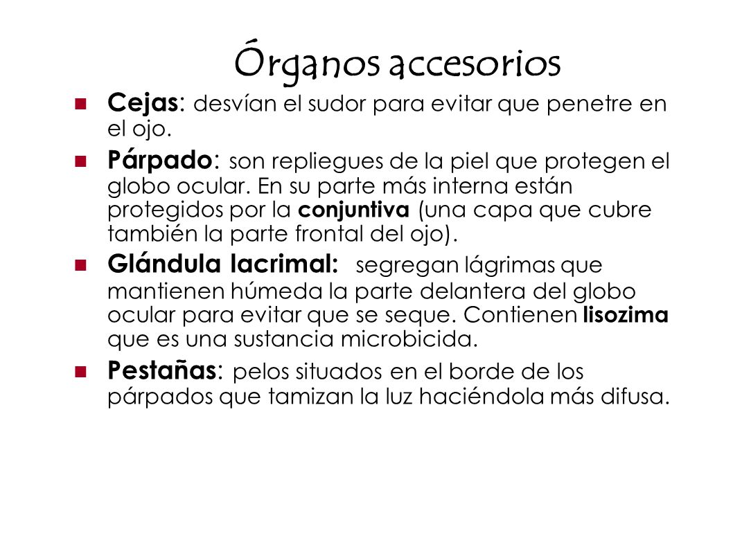 Órganos accesorios Cejas: desvían el sudor para evitar que penetre en el ojo.