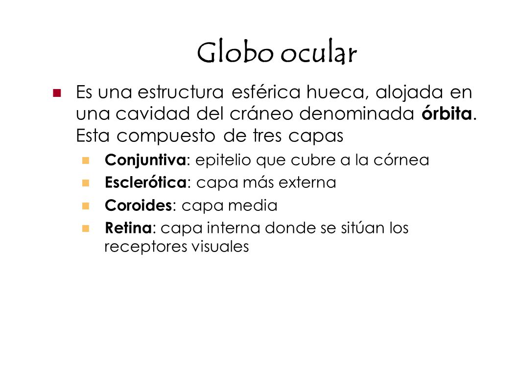 Globo ocular Es una estructura esférica hueca, alojada en una cavidad del cráneo denominada órbita. Esta compuesto de tres capas.