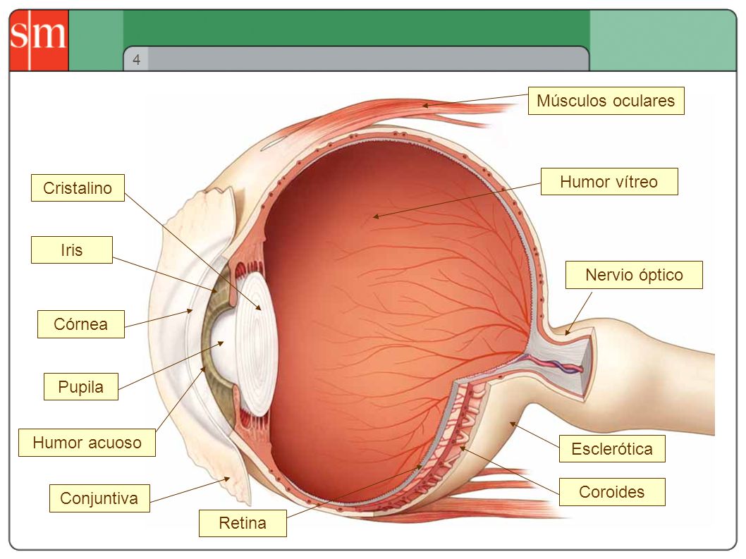 Músculos oculares Humor vítreo Cristalino Iris Nervio óptico Córnea