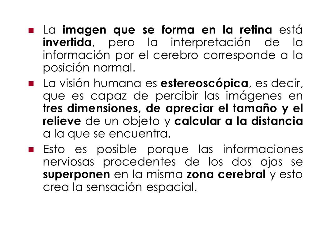 La imagen que se forma en la retina está invertida, pero la interpretación de la información por el cerebro corresponde a la posición normal.