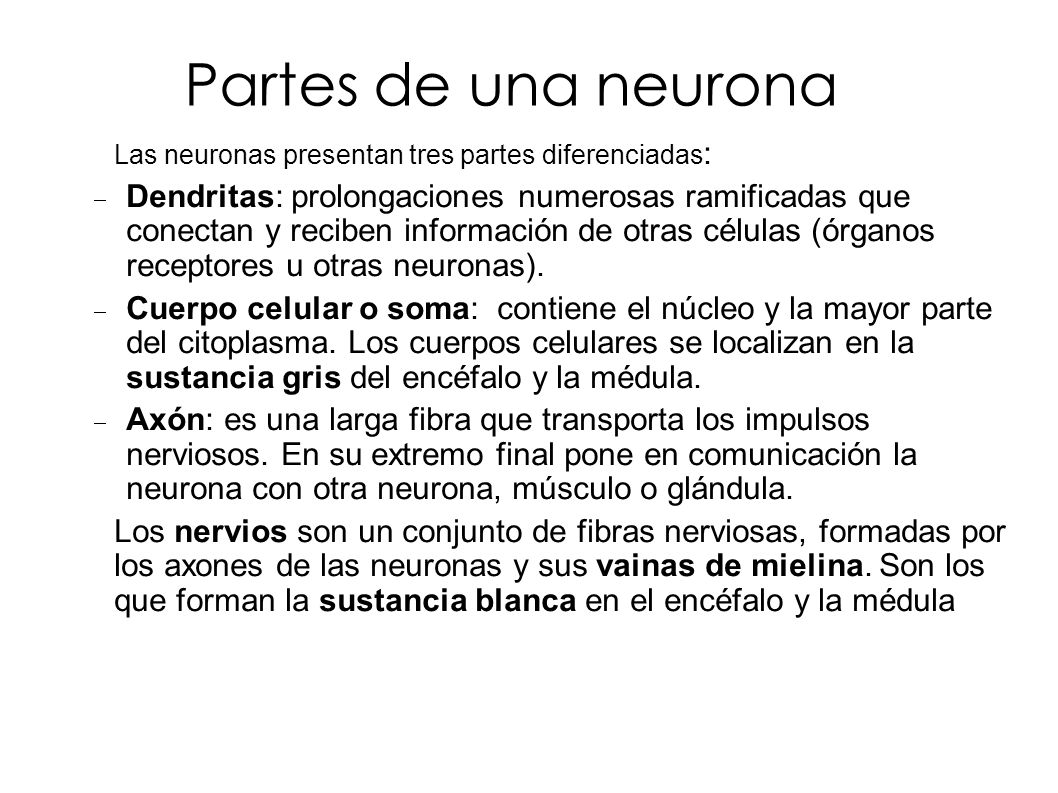 Partes de una neurona Las neuronas presentan tres partes diferenciadas:
