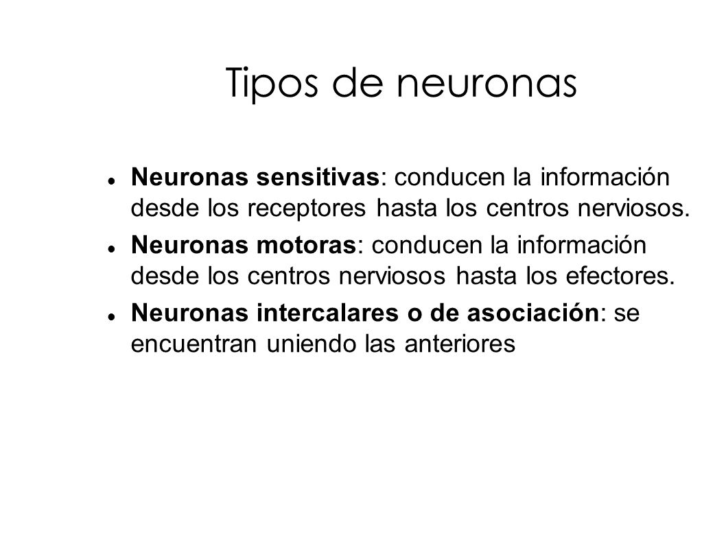 Tipos de neuronas Neuronas sensitivas: conducen la información desde los receptores hasta los centros nerviosos.