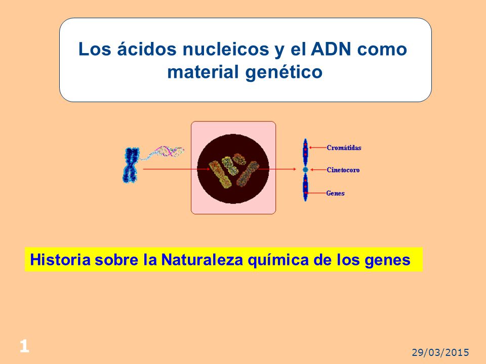Los ácidos nucleicos y el ADN como