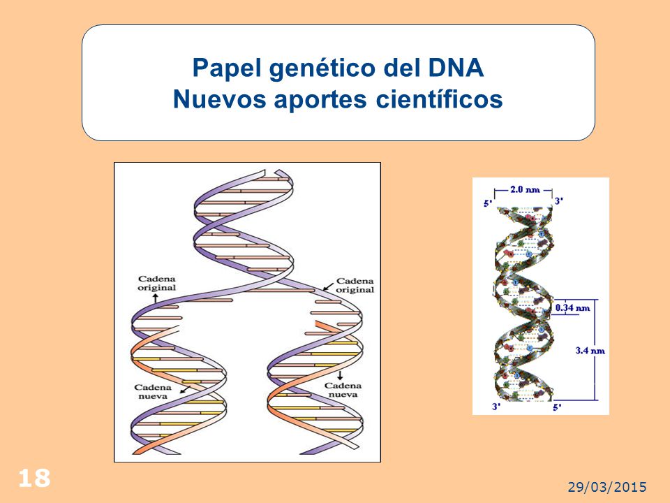 Papel genético del DNA Nuevos aportes científicos