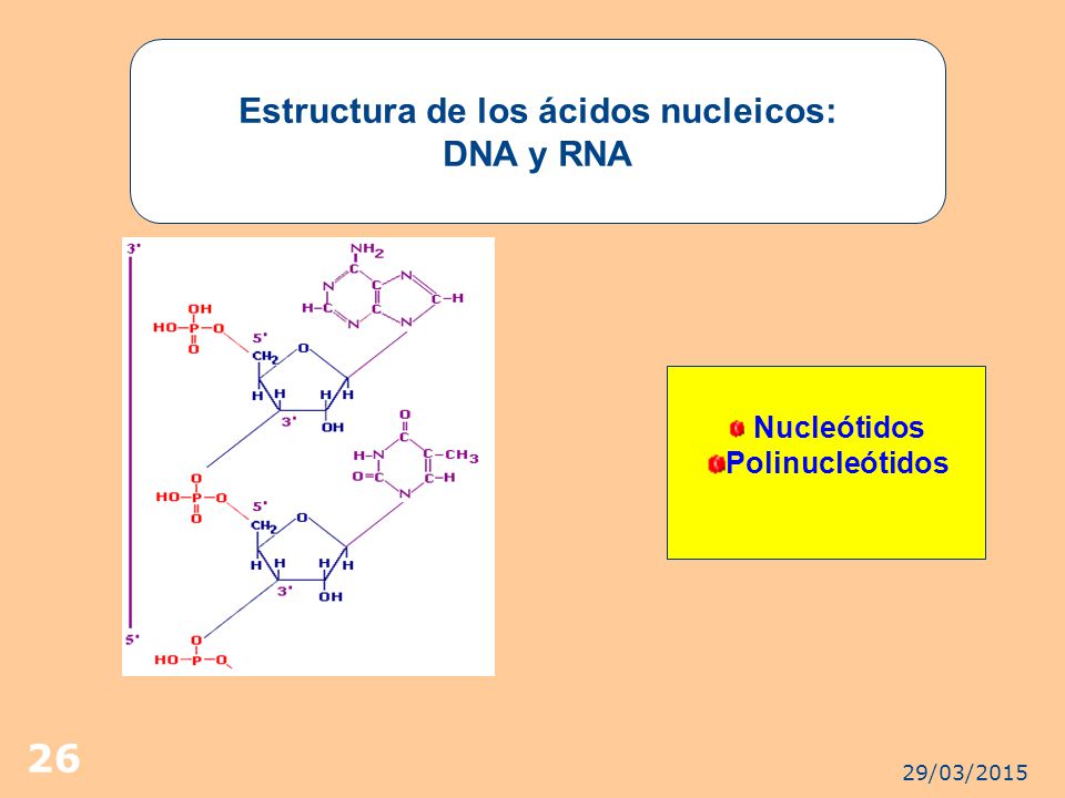 Estructura de los ácidos nucleicos: DNA y RNA