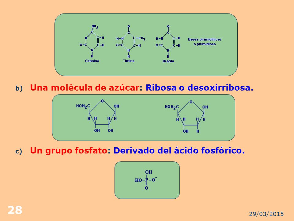 Una molécula de azúcar: Ribosa o desoxirribosa.