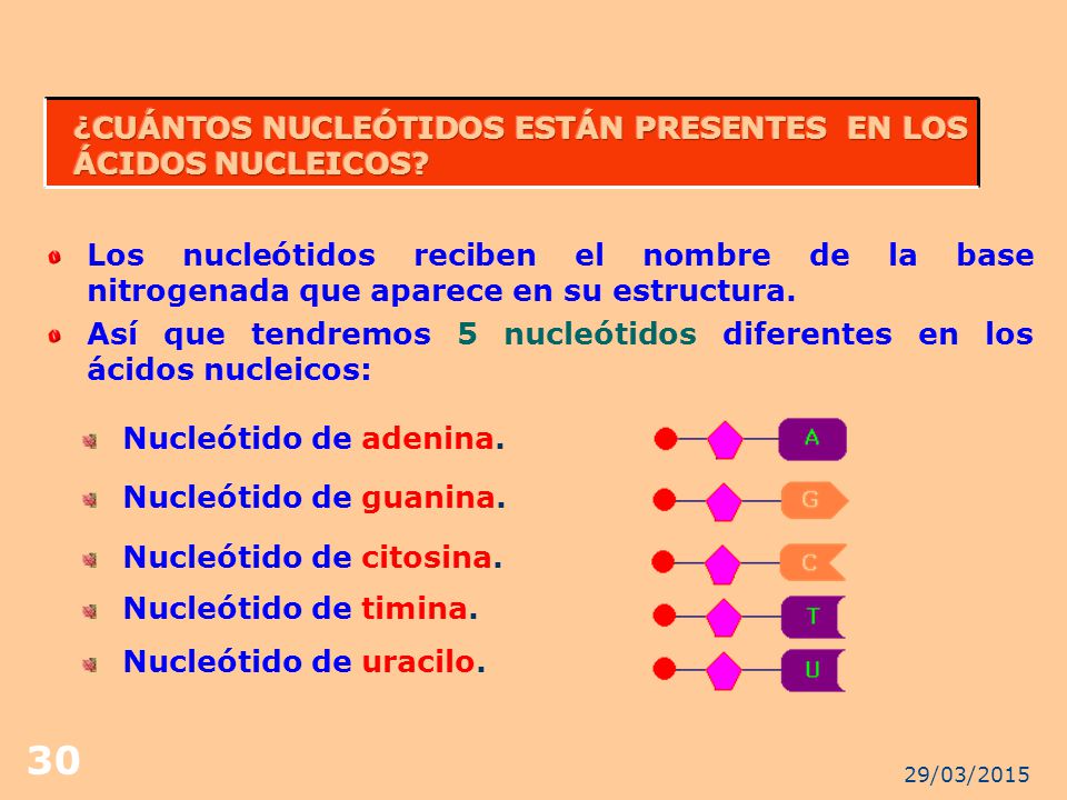 ¿CUÁNTOS NUCLEÓTIDOS ESTÁN PRESENTES EN LOS ÁCIDOS NUCLEICOS