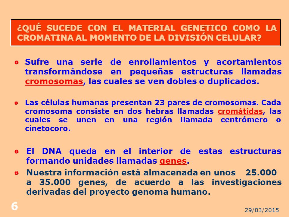¿QUÉ SUCEDE CON EL MATERIAL GENETICO COMO LA CROMATINA AL MOMENTO DE LA DIVISIÓN CELULAR