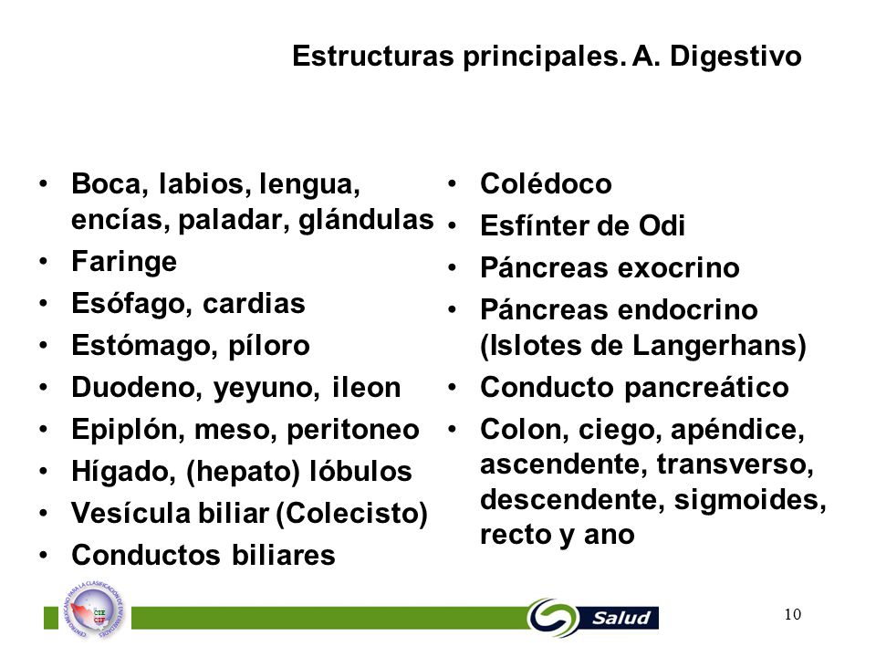 Estructuras principales. A. Digestivo