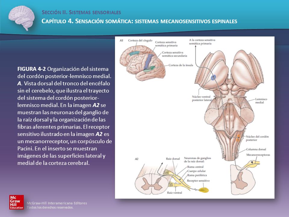 FIGURA 4-2 Organización del sistema del cordón posterior-lemnisco medial.