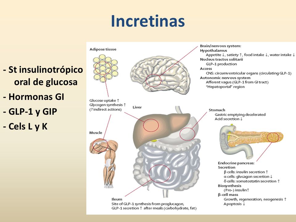 Incretinas - St insulinotrópico oral de glucosa - Hormonas GI - GLP-1 y GIP - Cels L y K