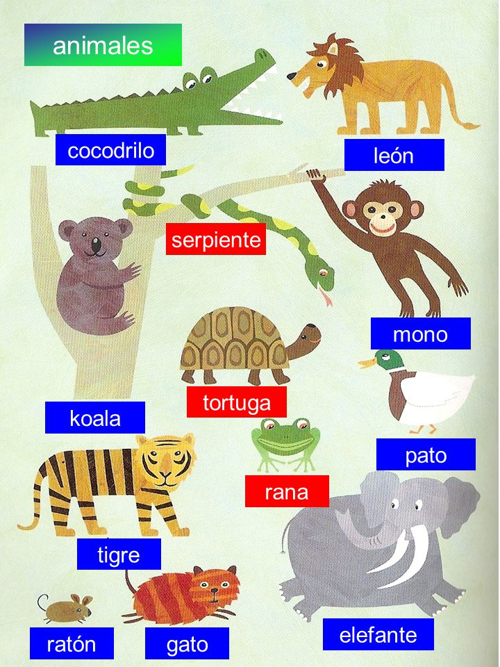 animales cocodrilo león serpiente mono tortuga koala pato rana tigre