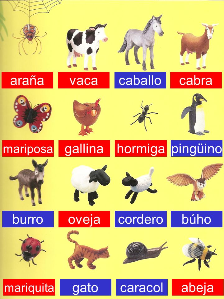 araña vaca caballo cabra gallina hormiga pingüino burro oveja cordero