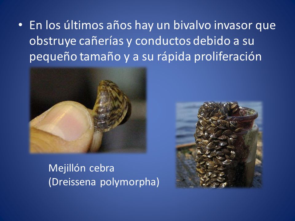 En los últimos años hay un bivalvo invasor que obstruye cañerías y conductos debido a su pequeño tamaño y a su rápida proliferación