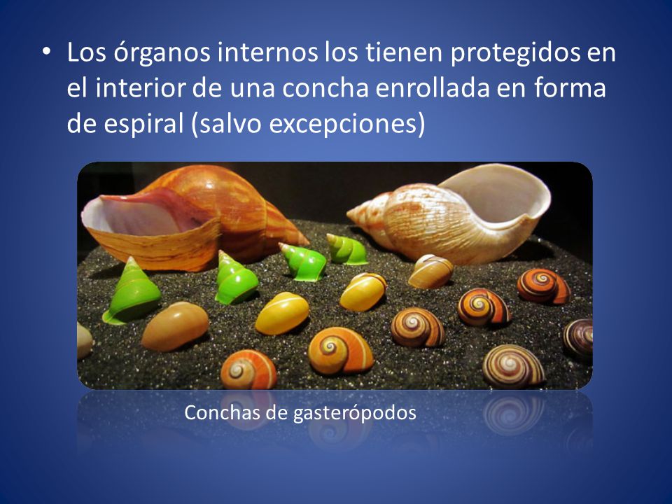 Los órganos internos los tienen protegidos en el interior de una concha enrollada en forma de espiral (salvo excepciones)