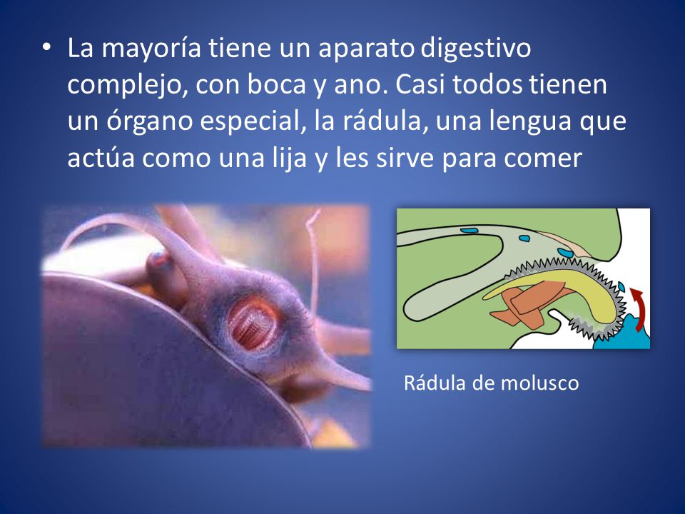 La mayoría tiene un aparato digestivo complejo, con boca y ano