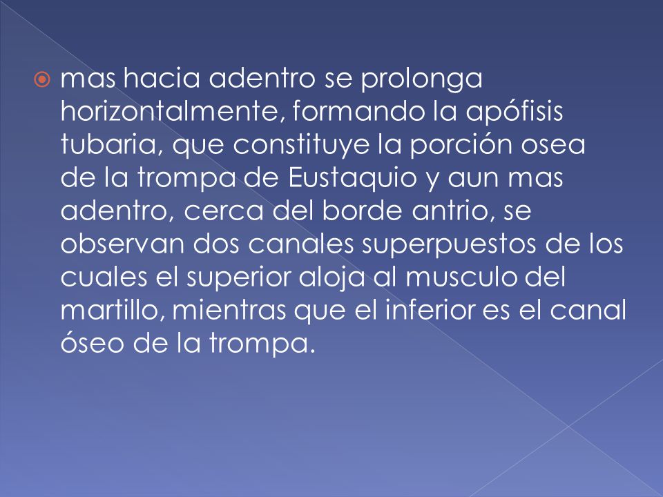 mas hacia adentro se prolonga horizontalmente, formando la apófisis tubaria, que constituye la porción osea de la trompa de Eustaquio y aun mas adentro, cerca del borde antrio, se observan dos canales superpuestos de los cuales el superior aloja al musculo del martillo, mientras que el inferior es el canal óseo de la trompa.