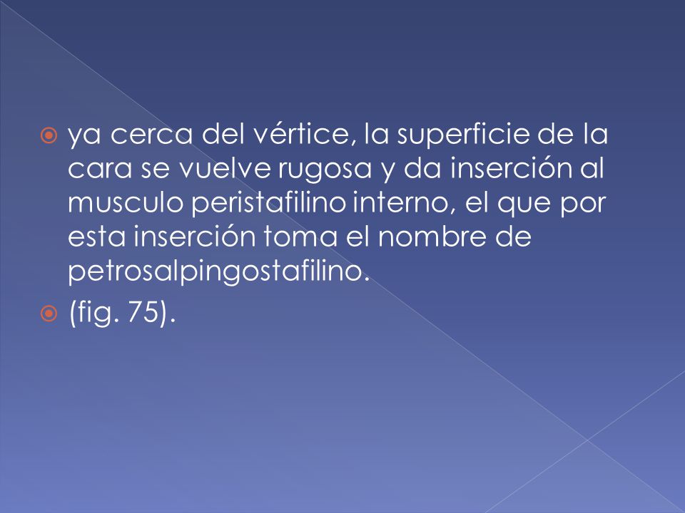ya cerca del vértice, la superficie de la cara se vuelve rugosa y da inserción al musculo peristafilino interno, el que por esta inserción toma el nombre de petrosalpingostafilino.