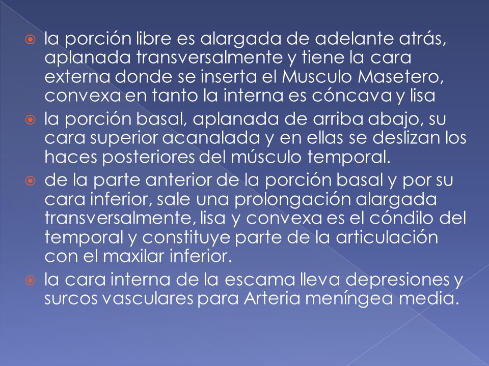 la porción libre es alargada de adelante atrás, aplanada transversalmente y tiene la cara externa donde se inserta el Musculo Masetero, convexa en tanto la interna es cóncava y lisa