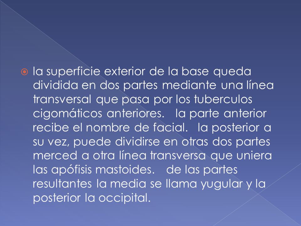 la superficie exterior de la base queda dividida en dos partes mediante una línea transversal que pasa por los tuberculos cigomáticos anteriores.