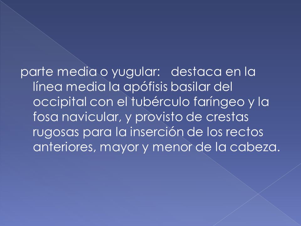 parte media o yugular: destaca en la línea media la apófisis basilar del occipital con el tubérculo faríngeo y la fosa navicular, y provisto de crestas rugosas para la inserción de los rectos anteriores, mayor y menor de la cabeza.