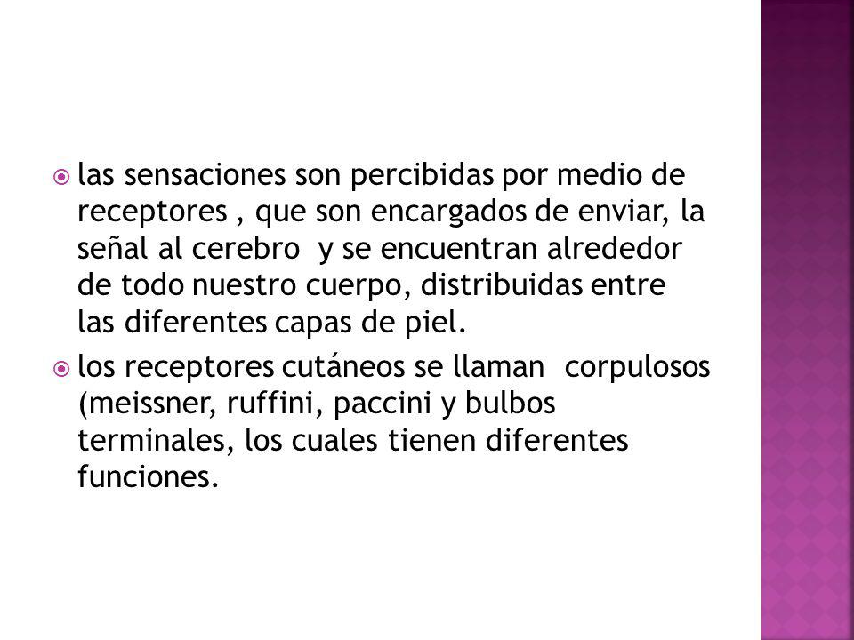 las sensaciones son percibidas por medio de receptores , que son encargados de enviar, la señal al cerebro y se encuentran alrededor de todo nuestro cuerpo, distribuidas entre las diferentes capas de piel.