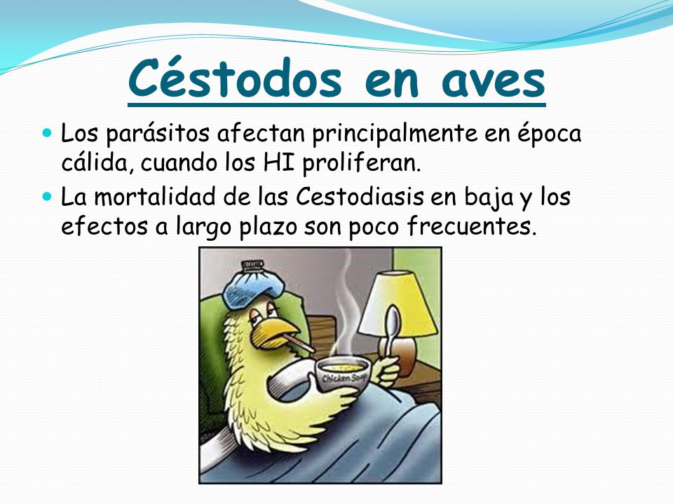 Céstodos en aves Los parásitos afectan principalmente en época cálida, cuando los HI proliferan.