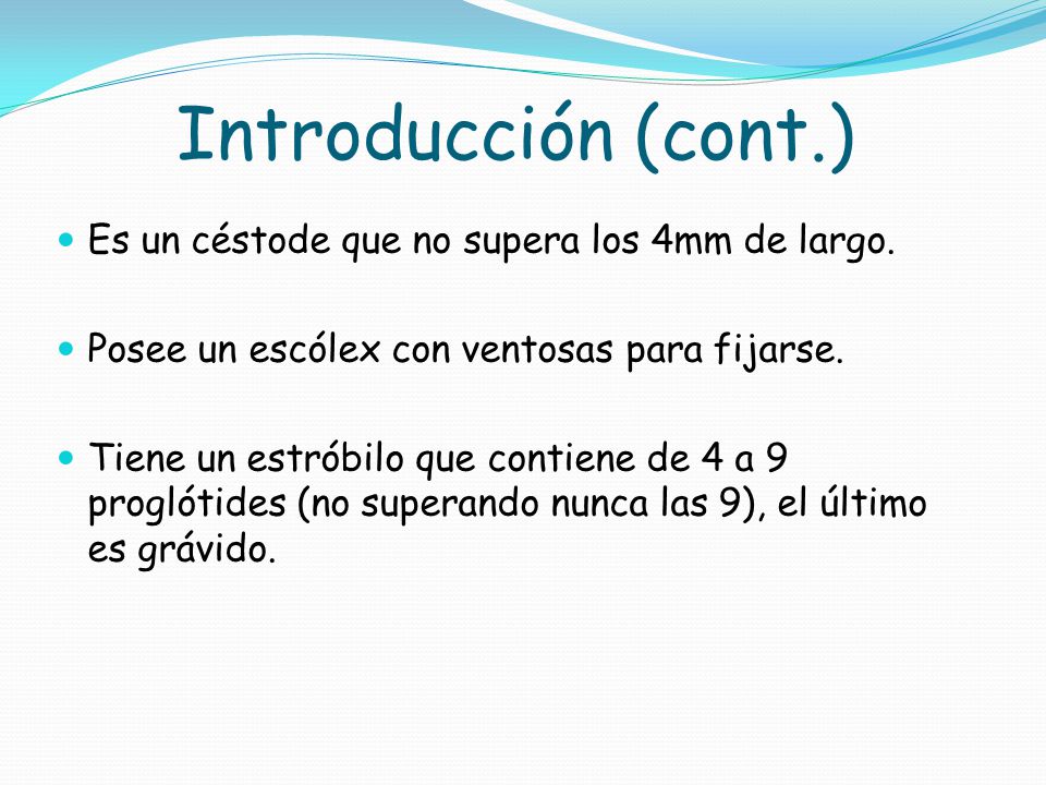 Introducción (cont.) Es un céstode que no supera los 4mm de largo.