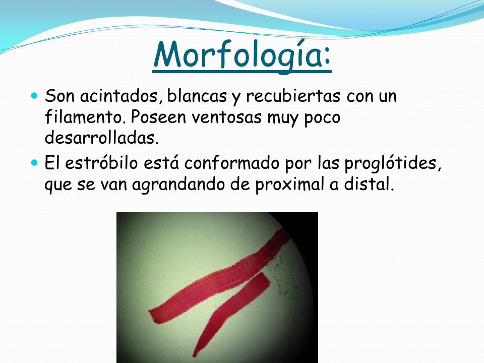 Morfología: Son acintados, blancas y recubiertas con un filamento. Poseen ventosas muy poco desarrolladas.