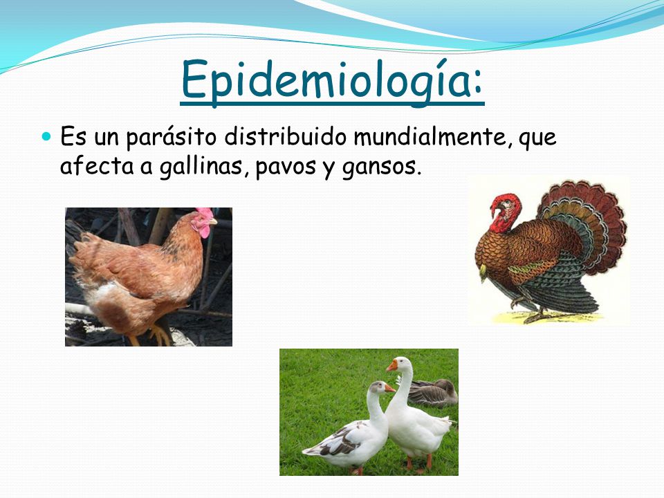 Epidemiología: Es un parásito distribuido mundialmente, que afecta a gallinas, pavos y gansos.