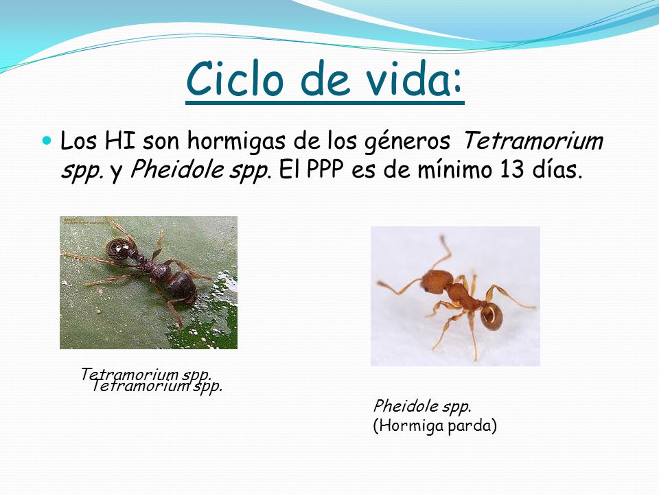 Ciclo de vida: Los HI son hormigas de los géneros Tetramorium spp. y Pheidole spp. El PPP es de mínimo 13 días.