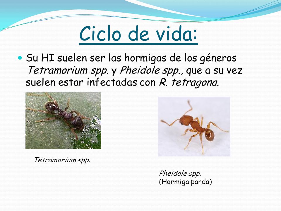 Ciclo de vida: Su HI suelen ser las hormigas de los géneros Tetramorium spp. y Pheidole spp., que a su vez suelen estar infectadas con R. tetragona.