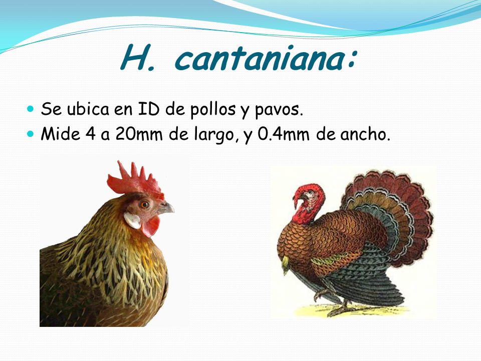 H. cantaniana: Se ubica en ID de pollos y pavos.