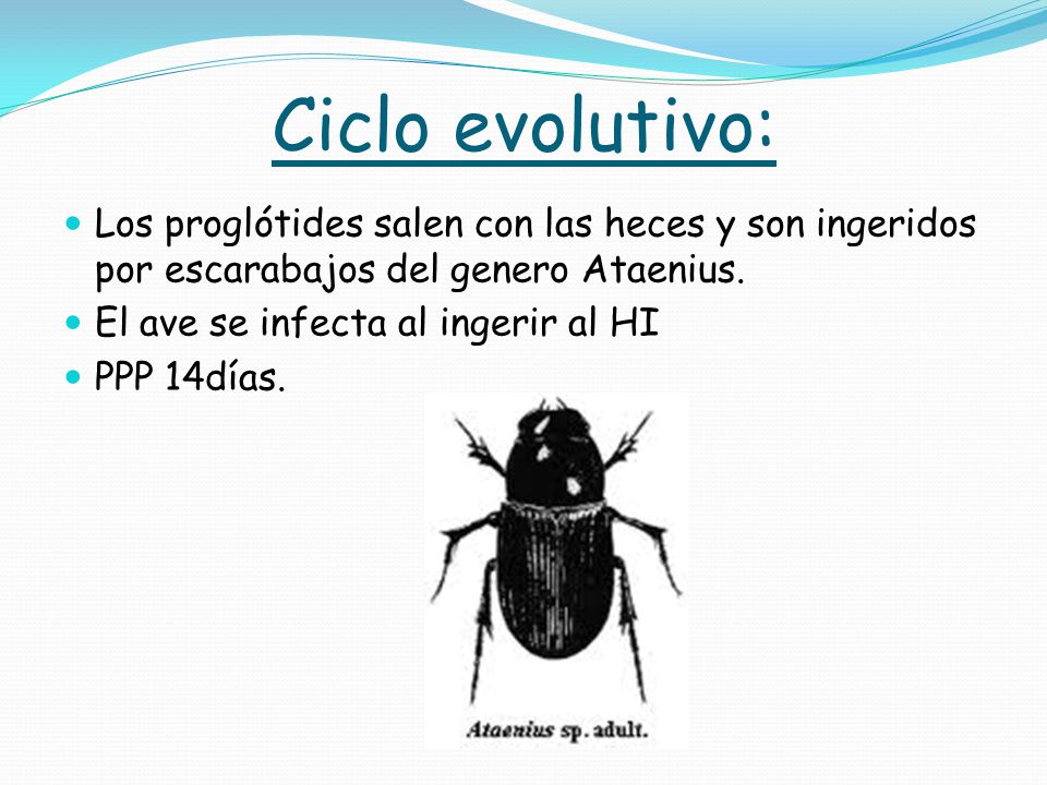 Ciclo evolutivo: Los proglótides salen con las heces y son ingeridos por escarabajos del genero Ataenius.