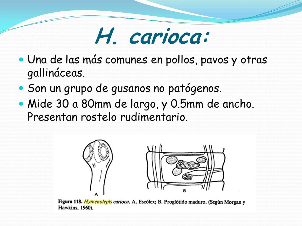 H. carioca: Una de las más comunes en pollos, pavos y otras gallináceas. Son un grupo de gusanos no patógenos.