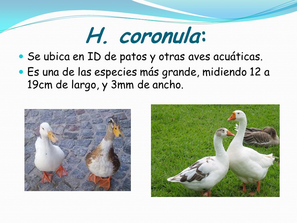 H. coronula: Se ubica en ID de patos y otras aves acuáticas.