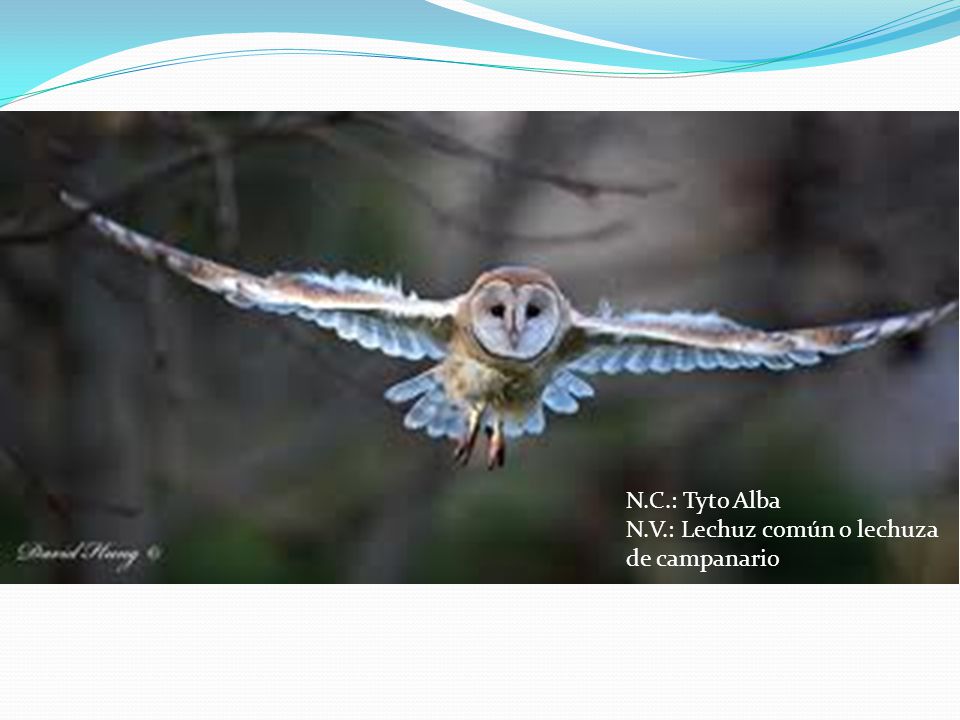 N.C.: Tyto Alba N.V.: Lechuz común o lechuza de campanario