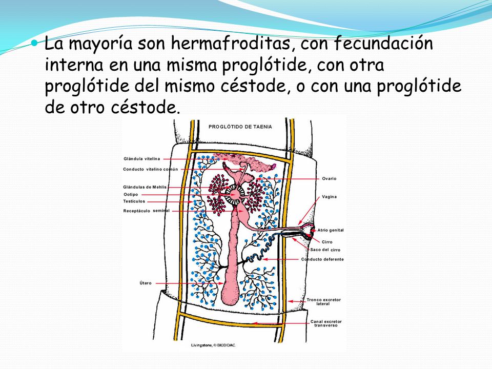 La mayoría son hermafroditas, con fecundación interna en una misma proglótide, con otra proglótide del mismo céstode, o con una proglótide de otro céstode.