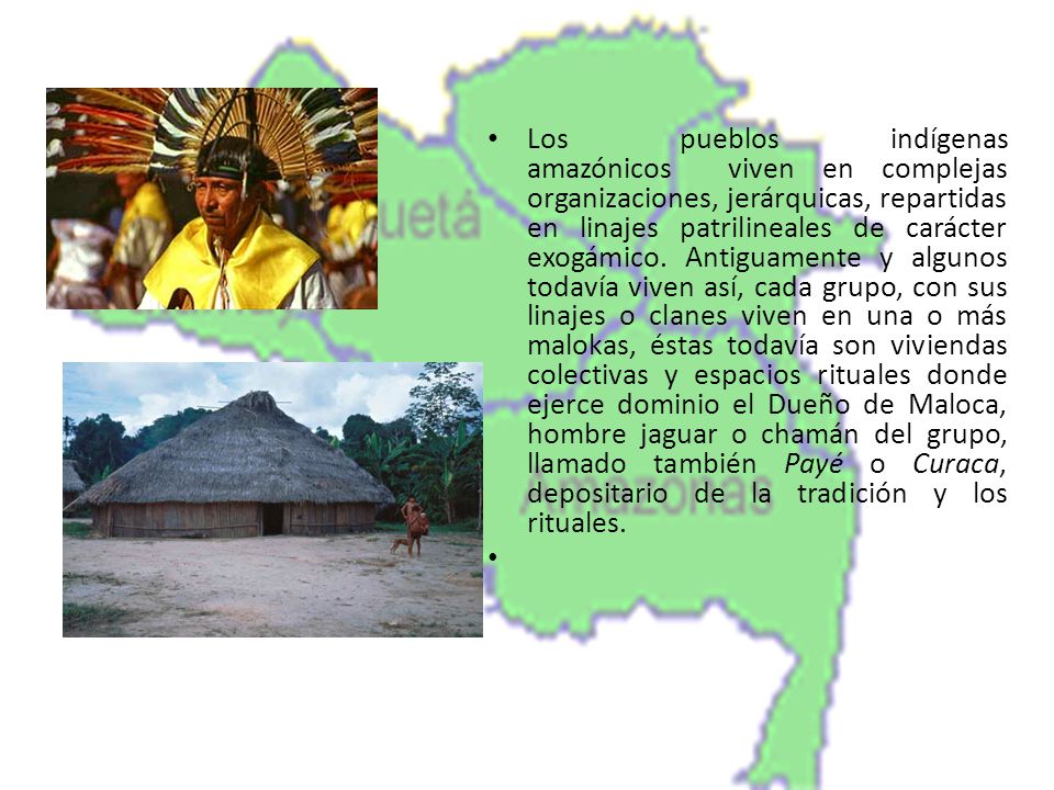 Los pueblos indígenas amazónicos viven en complejas organizaciones, jerárquicas, repartidas en linajes patrilineales de carácter exogámico. Antiguamente y algunos todavía viven así, cada grupo, con sus linajes o clanes viven en una o más malokas, éstas todavía son viviendas colectivas y espacios rituales donde ejerce dominio el Dueño de Maloca, hombre jaguar o chamán del grupo, llamado también Payé o Curaca, depositario de la tradición y los rituales.
