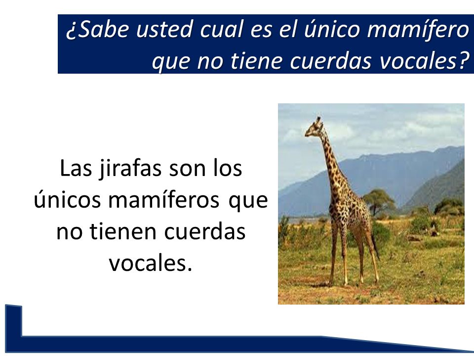 ¿Sabe usted cual es el único mamífero que no tiene cuerdas vocales