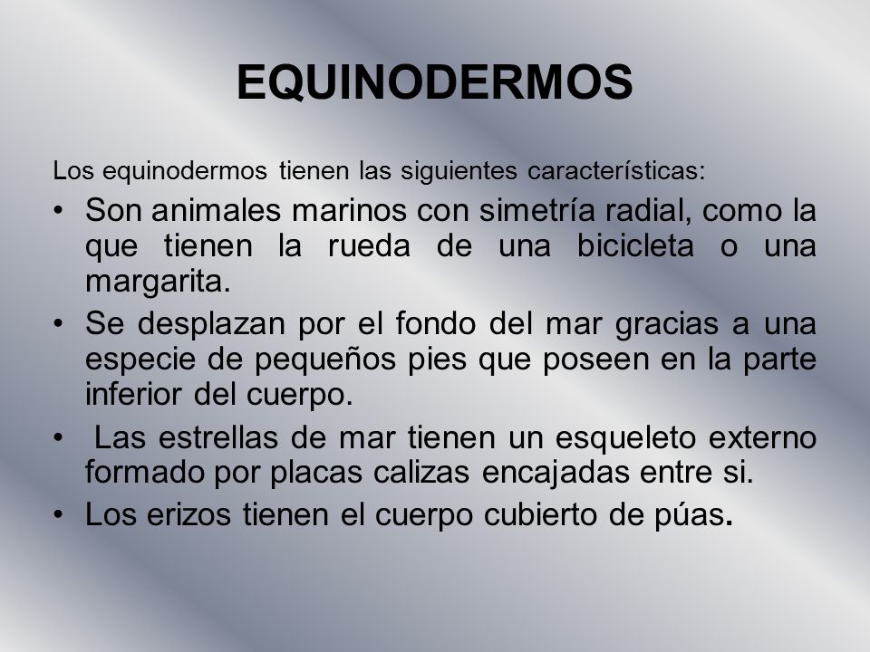 EQUINODERMOS Los equinodermos tienen las siguientes características: